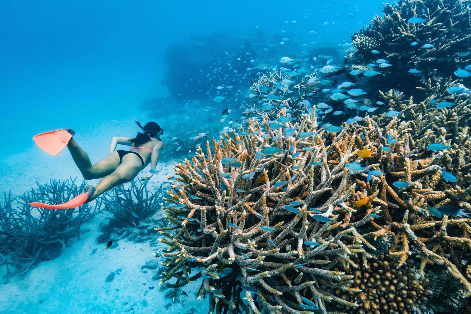 Barrier Reef Activities