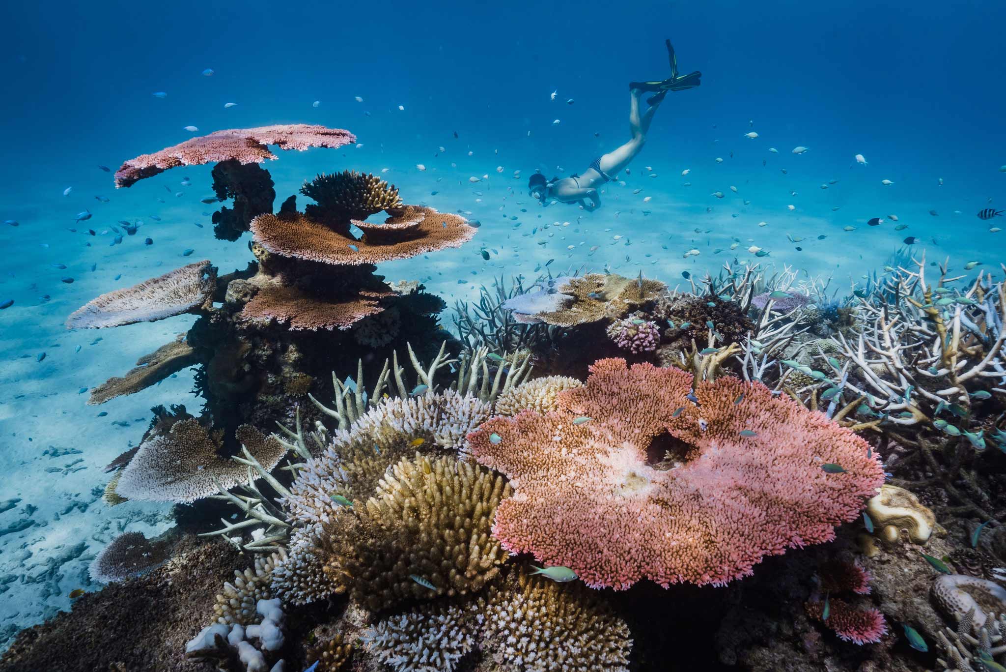 Great coral reef. Большой Барьерный риф. Коралловые рифы большой Барьерный риф. Коралловый риф в Австралии. Большой Барьерный риф Квинсленд.