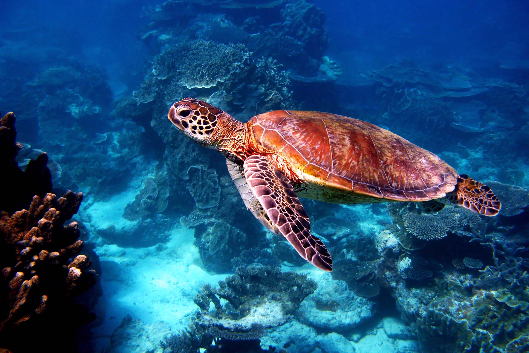 Great Barrier Reef Sea Turtles