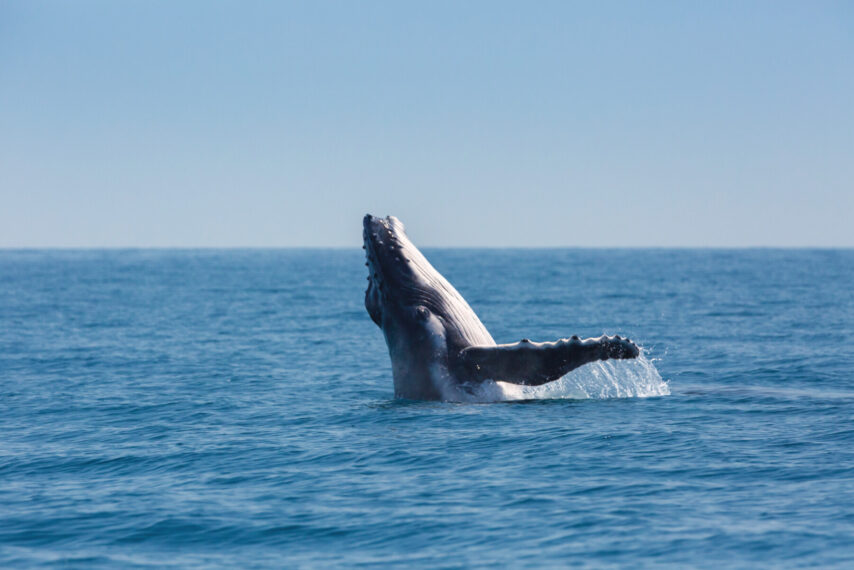 Whale breaching off the coast of Hervey Bay